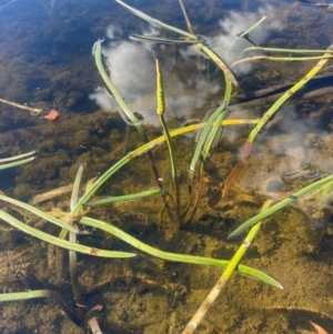 Cycnogeton multifructum at Wollemi National Park - 24 Mar 2024