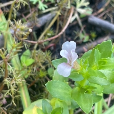 Gratiola peruviana (Australian Brooklime) at Wollemi National Park - 24 Mar 2024 by JaneR