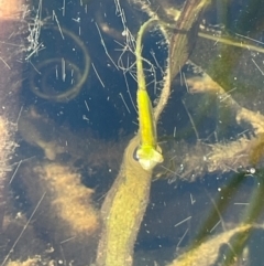 Vallisneria australis (Ribbonweed, Eelweed) at Wollemi National Park - 24 Mar 2024 by JaneR