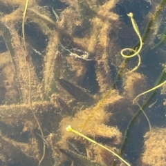 Vallisneria australis at Wollemi National Park - 24 Mar 2024