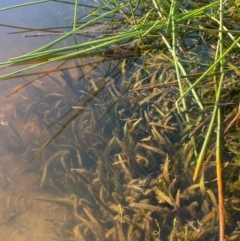 Vallisneria australis at Wollemi National Park - 24 Mar 2024 04:58 PM