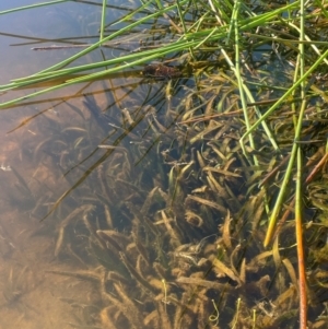 Vallisneria australis at Wollemi National Park - 24 Mar 2024