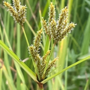 Cyperus exaltatus at Rylstone, NSW - 23 Mar 2024