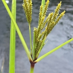 Cyperus exaltatus at Rylstone, NSW - 23 Mar 2024