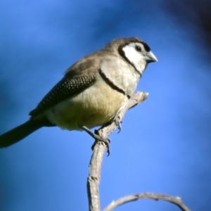 Stizoptera bichenovii (Double-barred Finch) at Woodstock Nature Reserve by Thurstan