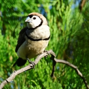 Stizoptera bichenovii at Woodstock Nature Reserve - 27 Mar 2024