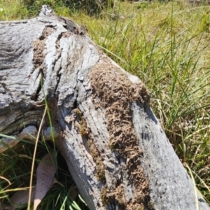 Papyrius sp. (genus) (A Coconut Ant) at Dunlop Grasslands by patrickharvey