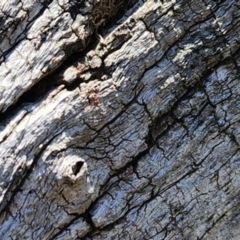 Papyrius sp. (genus) at Dunlop Grasslands - 27 Mar 2024