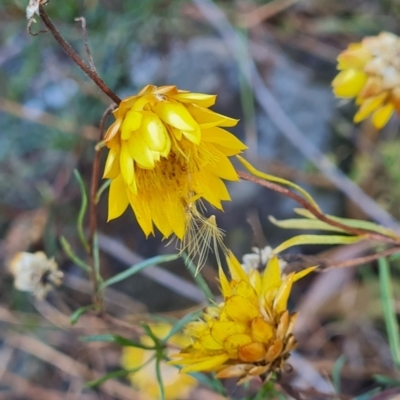 Xerochrysum viscosum (Sticky Everlasting) at Macgregor, ACT - 27 Mar 2024 by WalkYonder