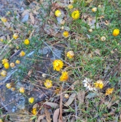 Xerochrysum viscosum at Macgregor, ACT - 27 Mar 2024