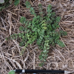 Galium aparine at Franklin Grassland (FRA_5) - 27 Mar 2024 11:01 AM