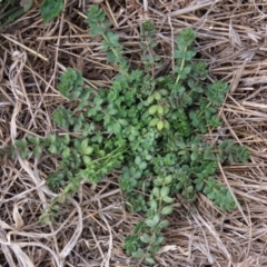 Galium aparine at Franklin Grassland (FRA_5) - 27 Mar 2024 11:01 AM