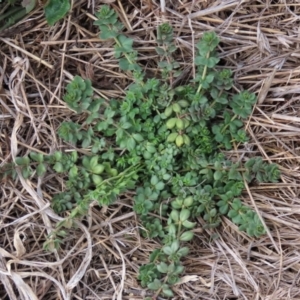 Galium aparine at Franklin Grassland (FRA_5) - 27 Mar 2024