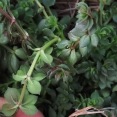 Galium aparine at Franklin Grassland (FRA_5) - 27 Mar 2024 11:01 AM