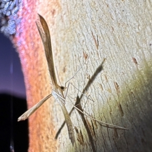 Pterophoridae (family) at suppressed by Pirom