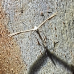 Stenoptilia zophodactylus at Namadgi National Park - 25 Mar 2024