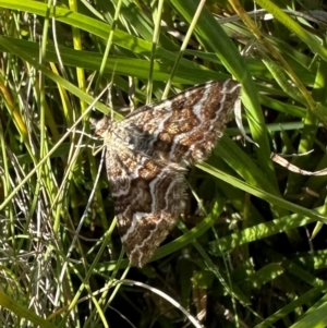 Chrysolarentia heliacaria at Namadgi National Park - 26 Mar 2024 10:18 AM