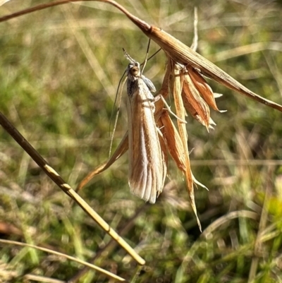 Unidentified Pyralid or Snout Moth (Pyralidae & Crambidae) at Namadgi National Park - 25 Mar 2024 by Pirom