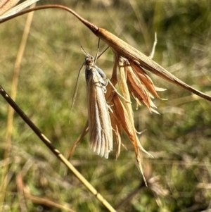 Hednota (genus) at Namadgi National Park - 25 Mar 2024