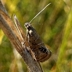 Glyphipterix iometalla at suppressed by Pirom