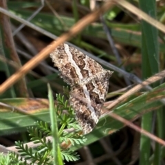 Chrysolarentia vicissata (Vicissata Carpet) at Namadgi National Park - 26 Mar 2024 by Pirom