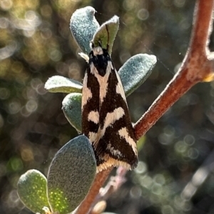 Epithymema incomposita at Namadgi National Park - 26 Mar 2024 10:49 AM