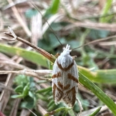 Oxythecta acceptella (Scat Moth) at Tennent, ACT - 25 Mar 2024 by Pirom