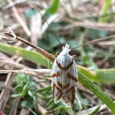Oxythecta acceptella (Scat Moth) at Namadgi National Park - 25 Mar 2024 by Pirom