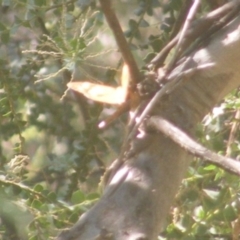 Heteronympha merope (Common Brown Butterfly) at Yarralumla, ACT - 27 Mar 2024 by MichaelMulvaney