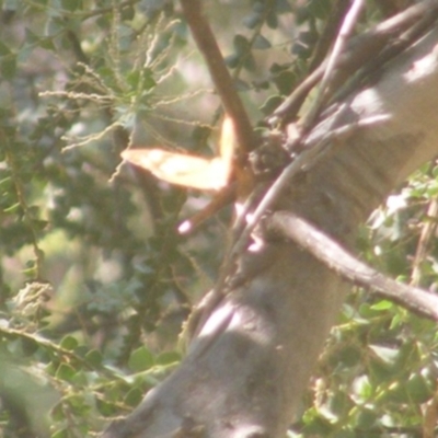 Heteronympha merope (Common Brown Butterfly) at Stirling Park - 27 Mar 2024 by MichaelMulvaney