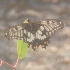 Papilio anactus (Dainty Swallowtail) at Yarralumla, ACT - 27 Mar 2024 by MichaelMulvaney