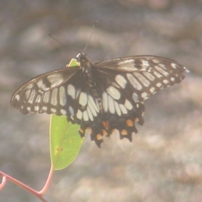 Papilio anactus (Dainty Swallowtail) at Yarralumla, ACT - 27 Mar 2024 by MichaelMulvaney