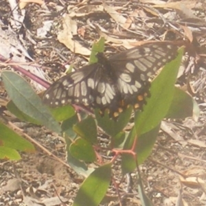 Papilio anactus at Stirling Park (STP) - 27 Mar 2024