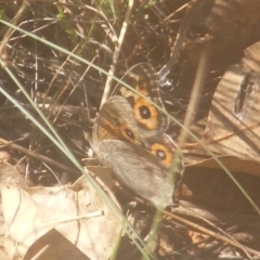 Junonia villida (Meadow Argus) at Yarralumla, ACT - 27 Mar 2024 by MichaelMulvaney