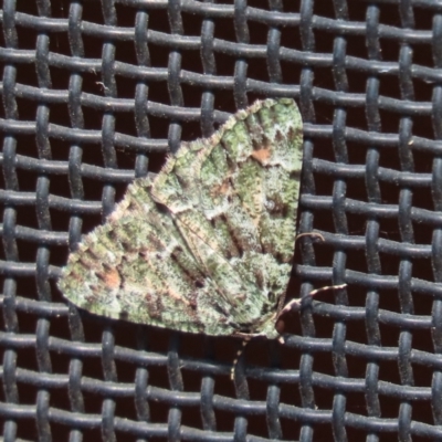Aeolochroma metarhodata (Tea-tree Emerald (Geometrinae)) at Wanniassa, ACT - 27 Mar 2024 by SandraH