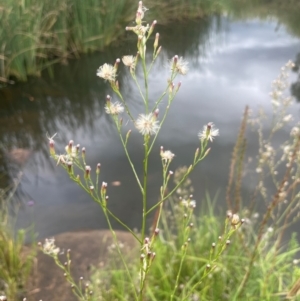 Symphyotrichum subulatum at Rylstone, NSW - 23 Mar 2024 04:53 PM