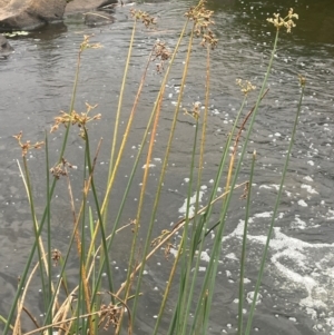 Schoenoplectus tabernaemontani at Rylstone, NSW - 23 Mar 2024 05:11 PM