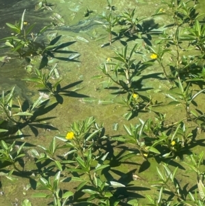 Ludwigia peploides subsp. montevidensis at Carwell, NSW - 25 Mar 2024 02:33 PM