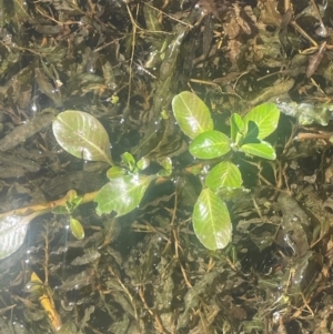 Ludwigia peploides subsp. montevidensis at Carwell, NSW - 25 Mar 2024 02:33 PM