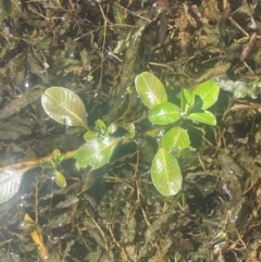 Ludwigia peploides subsp. montevidensis at Carwell, NSW - 25 Mar 2024