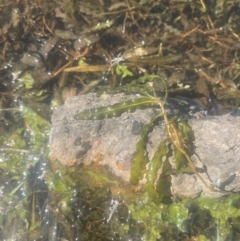 Potamogeton crispus (Curly Pondweed) at Carwell, NSW - 25 Mar 2024 by JaneR