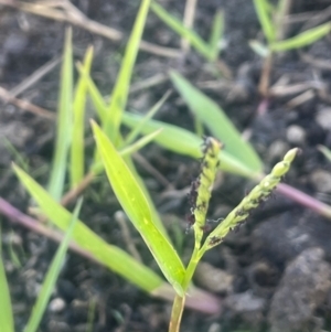 Paspalum distichum at Kandos, NSW - 25 Mar 2024