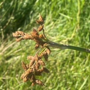 Schoenoplectus tabernaemontani at Kandos, NSW - 25 Mar 2024