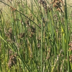 Schoenoplectus tabernaemontani at Kandos, NSW - 25 Mar 2024