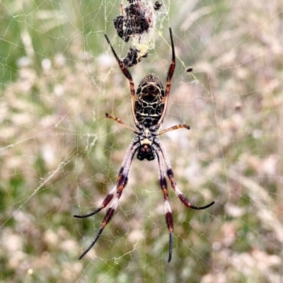 Trichonephila edulis (Golden orb weaver) at QPRC LGA - 2 Feb 2024 by Wandiyali