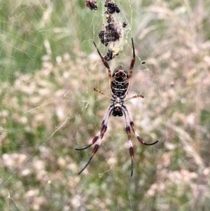 Trichonephila edulis at QPRC LGA - 3 Feb 2024