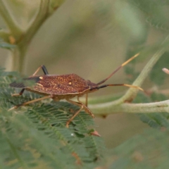 Amorbus (genus) (Eucalyptus Tip bug) at Bruce Ridge - 23 Mar 2024 by ConBoekel