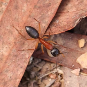 Camponotus nigriceps at Bruce Ridge - 23 Mar 2024 03:37 PM