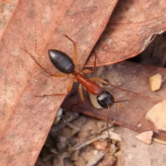 Camponotus nigriceps (Black-headed sugar ant) at O'Connor, ACT - 23 Mar 2024 by ConBoekel