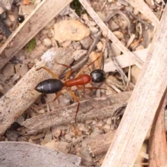 Camponotus nigriceps at Bruce Ridge - 23 Mar 2024